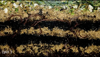 دنیای زیرزمینی کرم ها رافاعلوم ـ 